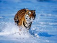 /album/zvierata-animals/bengal-tiger-jpg/