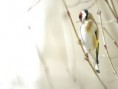 /album/zvierata-animals/bird-jpg/