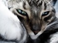 /album/zvierata-animals/cat-jpg/