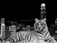 /album/zvierata-animals/city-tiger-jpg/