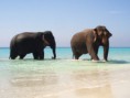 /album/zvierata-animals/elephants-in-paradise-jpg/