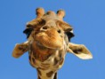 /album/zvierata-animals/funny-giraffe-jpg/