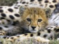 /album/zvierata-animals/gepard-jpg/