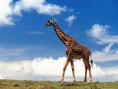 /album/zvierata-animals/giraffe-jpg/