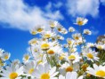 /album/priroda-nature/flowers-jpg/